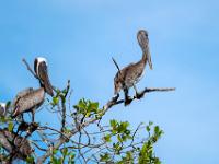 Zwei Braunpelikane auf Mangrovenbaum